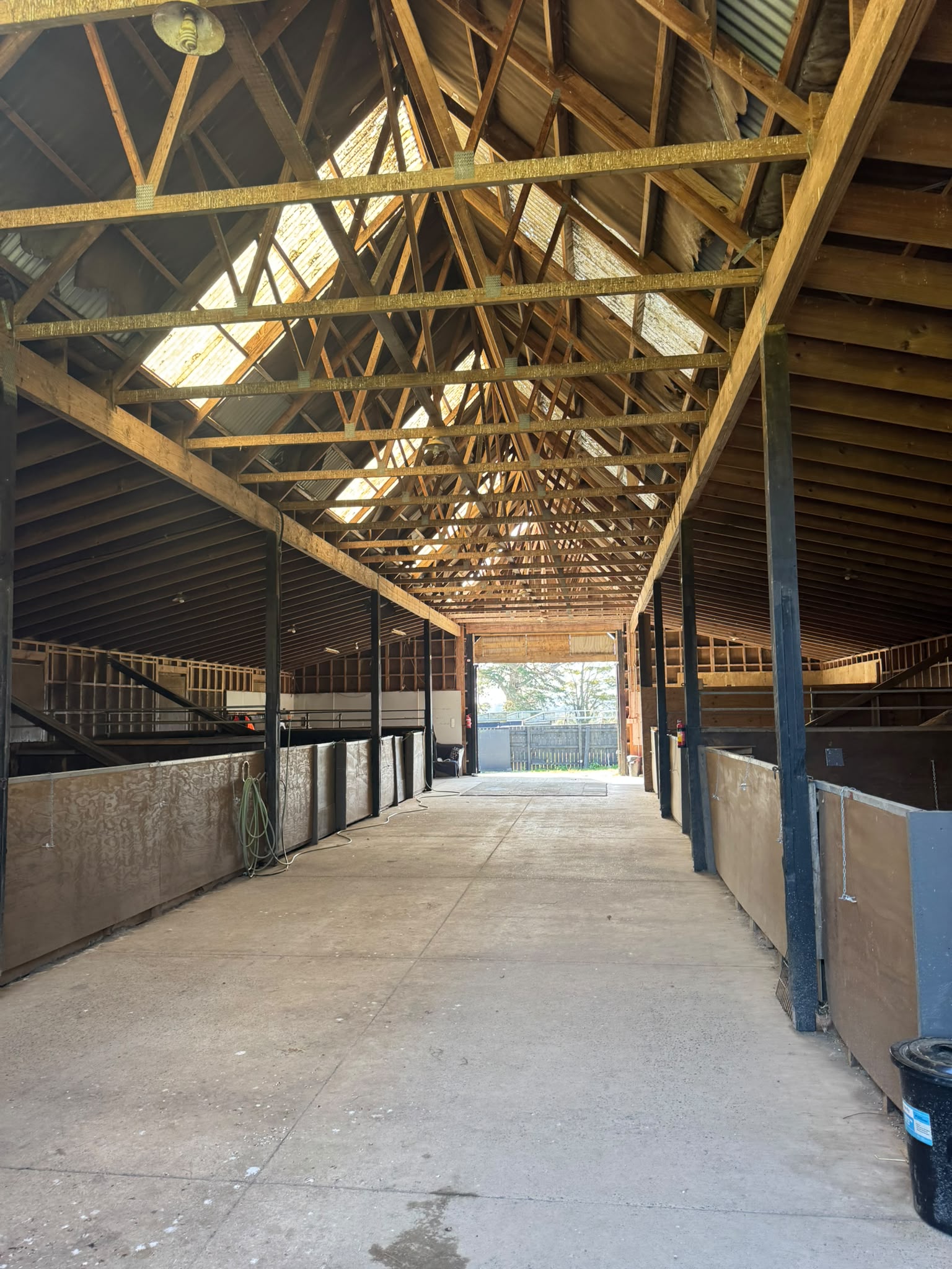 Dogs happily playing on climbing wooden ramps and indoor zones