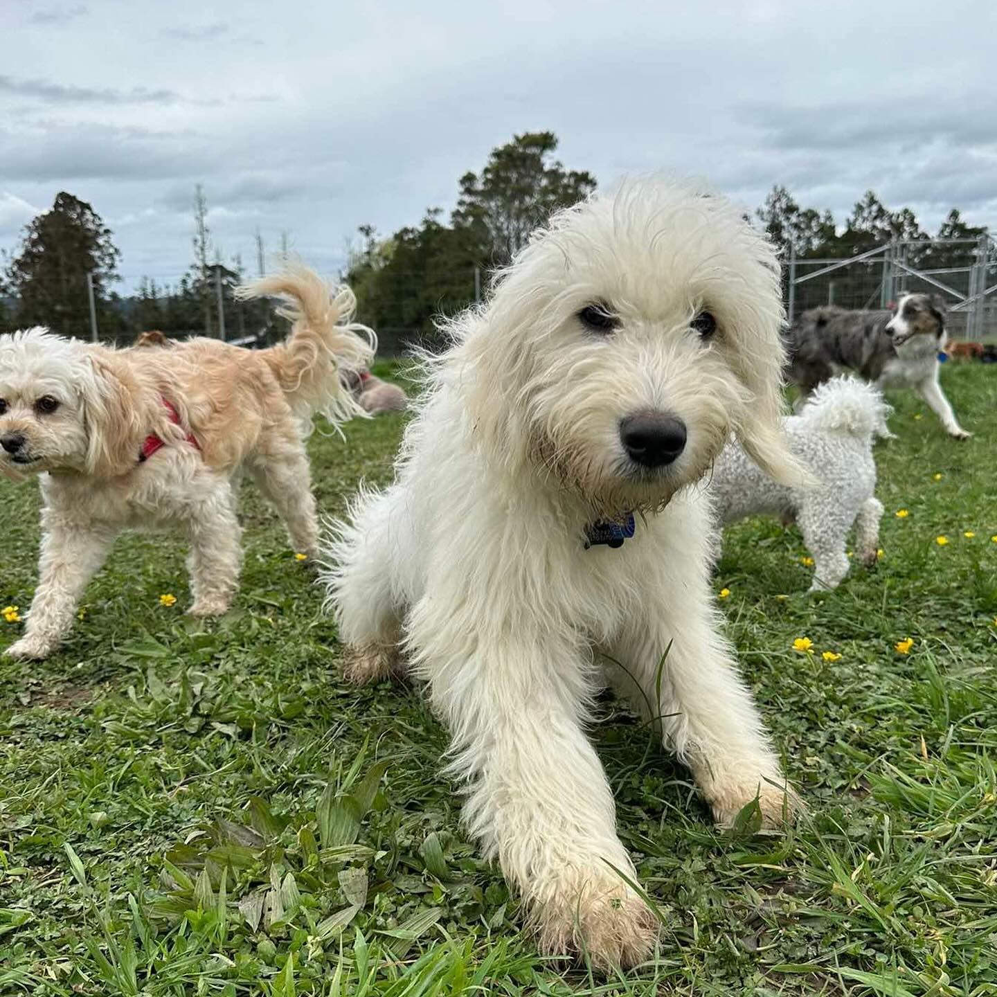 A pack of happy socialised dogs playing together on the grass pastures
