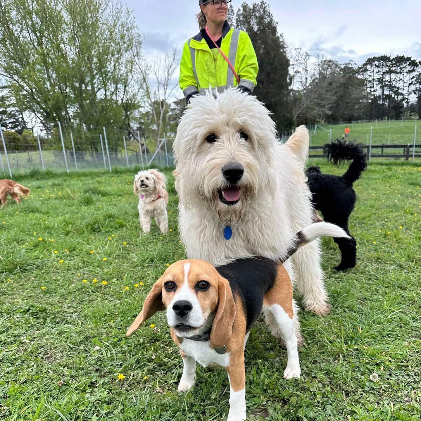 Paddock playtimes