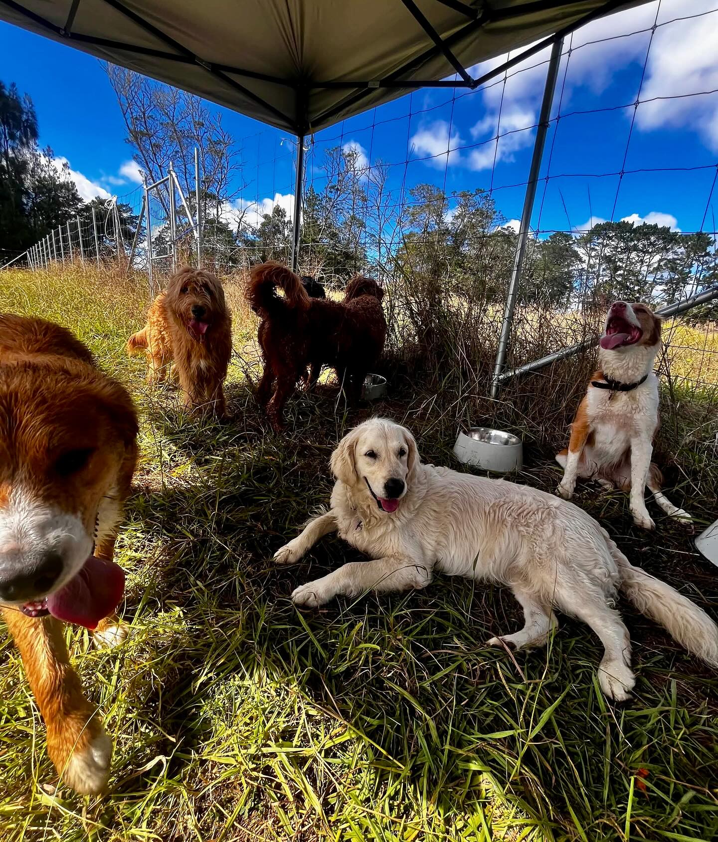 A group of dogs sitting politely together on a log in a green pasture