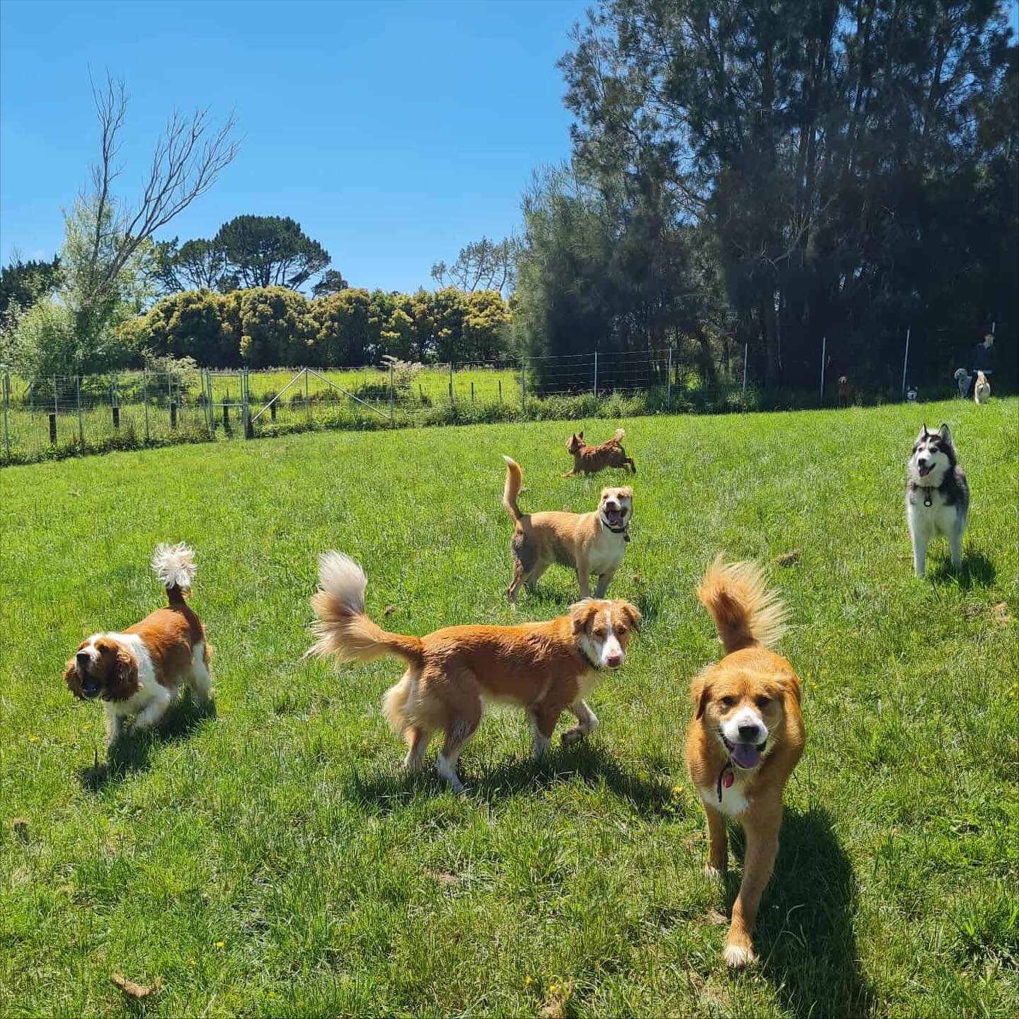 Dogs playing safely in 15 acres of secure, private farm pastures