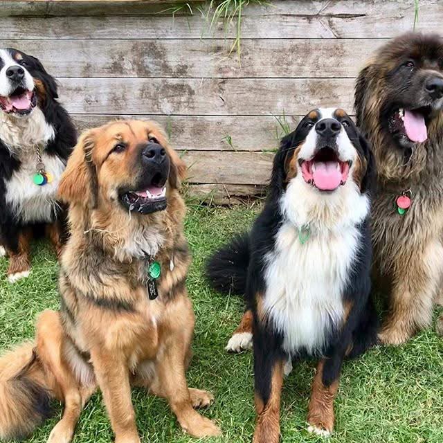 The Bigs group
