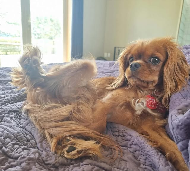 Dog relaxing cozy indoors in home-from-home lodging