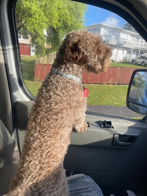 All aboard the Pupbus from Central Auckland to Kumeu