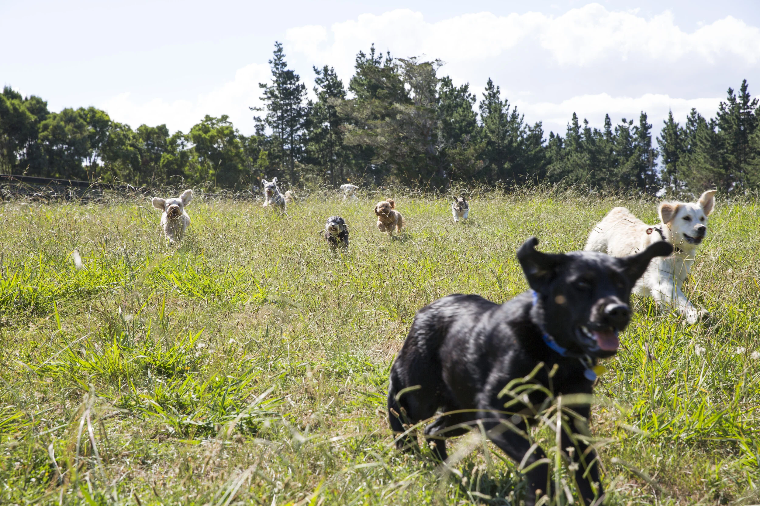 Pupclub dogs playing in 15 acres of pastures