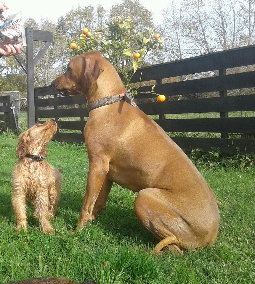 Pupclub dogs enjoying the peaceful farm grounds