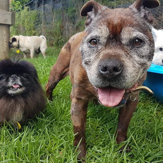 Pupclub dogs resting and playing together