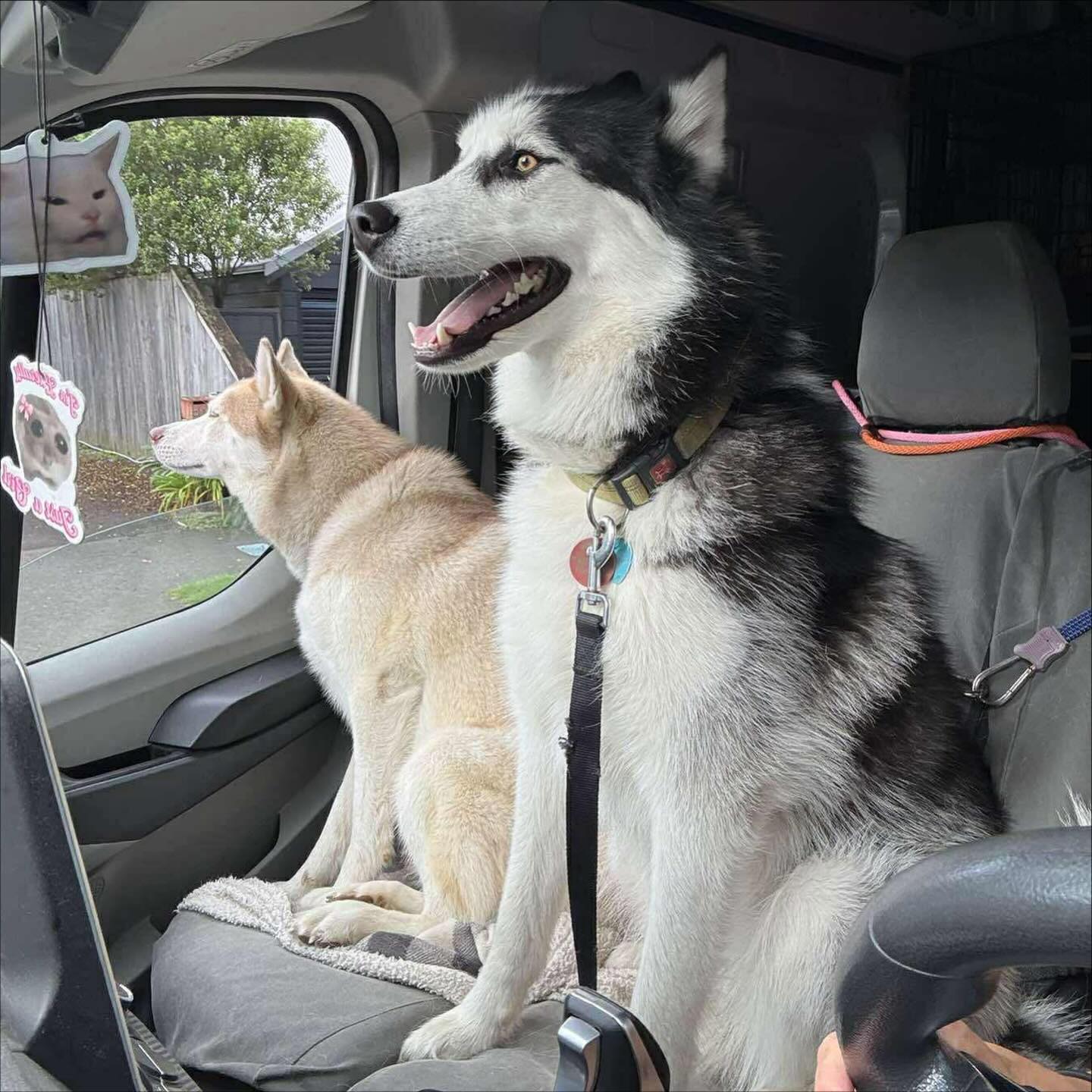 All aboard the Pupbus from Central Auckland to Kumeu